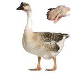 Swan (রাজহাঁস) 3kg 2850tk (per kg 950 tk) - Image 2