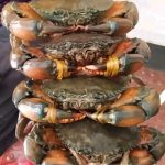 Mud Crab (Non Process) 1 kg 320 tk