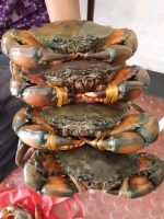 Mud Crab (Non Process) 1 kg 320 tk