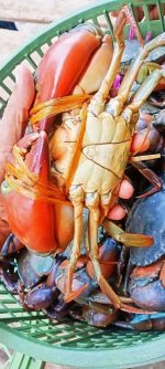 Mud Crab (Non Process) 1 kg 320 tk - Image 3