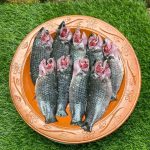 Koi Fish