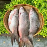 রুই মাছ
