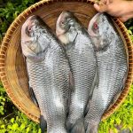 কাতল মাছ প্রতি কেজি ৪৫০ টাকা।