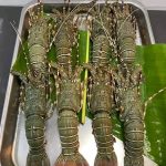 Lobster 1kg 1399 tk (3/4 pcs 1kg)
