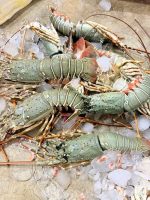 Lobster 1kg 1399 tk (3/4 pcs 1kg) - Image 2