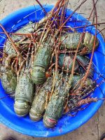 Lobster 1kg 1399 tk (3/4 pcs 1kg) - Image 3