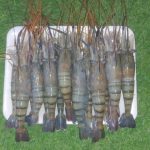 Golda Chigri 1 kg 1150 tk (20-25 pcs 1kg)