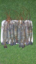 Golda Chigri 1 kg 1150 tk (20-25 pcs 1kg)