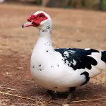 দেশি চিনা হাঁস ১ পিচ ২ কেজি ১৭০০ টাকা (প্রতি কেজি ৮৫০ টাকা)