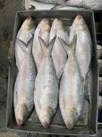 Elish (2/3 pcs 1 kg ) - Image 2