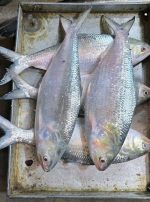 Elish (2/3 pcs 1 kg )